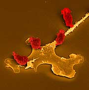 Immunabwehr: T-Zellen (rot) tauschen Informationen mit dendritischen Zellen aus. Foto: GBF/ Manfred Rohde