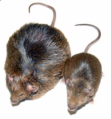 New Zealand obese-Mäuse