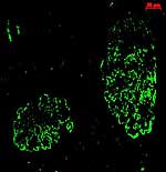 Nierenkörperchen (in grün) im Mikroskop