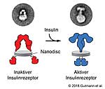 So funktioniert der Insulinrezeptor