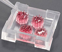 Bauchspeicheldrüsen-Organoide auf neu entwickelter Chip-Plattform.